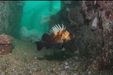 quillback rockfish