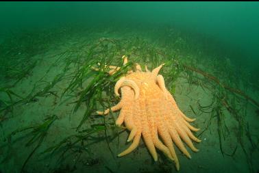 sunflower star and eel grass