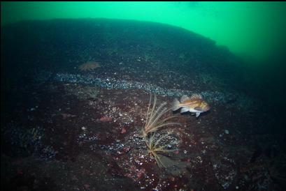 copper rockfish on wall