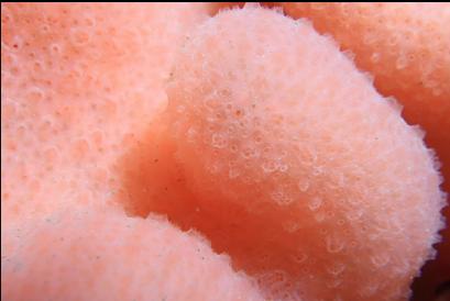 close-up of lobed tunicate colony