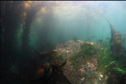 boulder under kelp