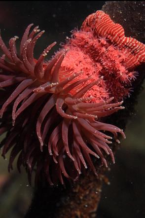 brooding anemone