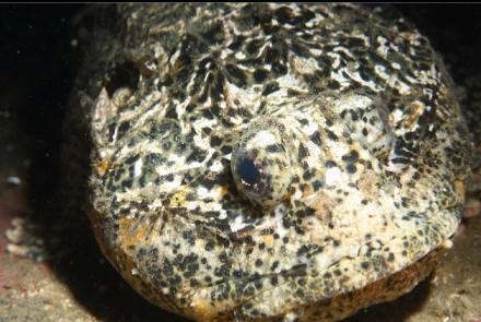 buffalo sculpin