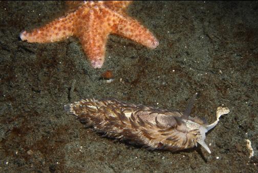 shaggy mouse nudibranch
