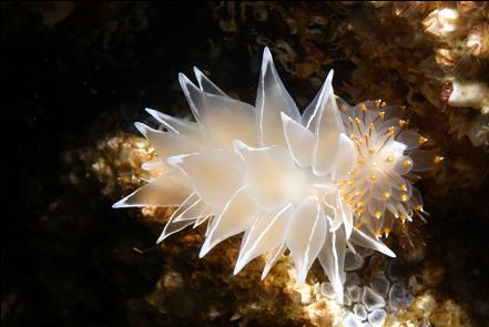 2 different nudibranchs