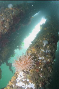 ANEMONE ON PILING