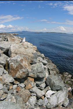 SEAGULL ON ROCKS