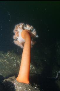 PLUMOSE ANEMONE ON DEEPER PART OF DIVE