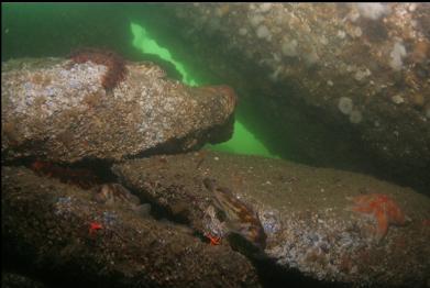 ROCKFISH UNDER OVERHANG