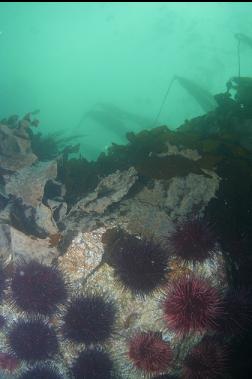URCHINS AT TOP OF SHALLOW WALL