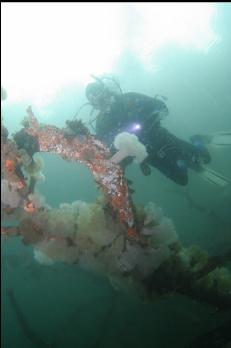 ANEMONES ON SUNKEN TREE