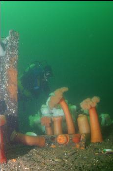 ANEMONES ON TOP OF DECK ABOVE BOW