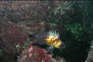 QUILLBACK ROCKFISH