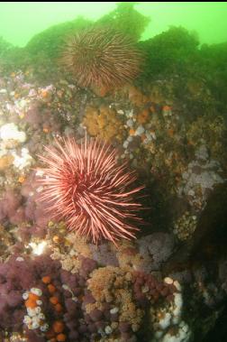 urchins