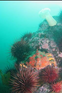 Puget Sound king crab