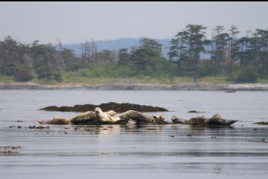 seals and Discovery Island behind