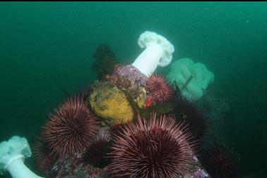 sponge, urchins and anemones