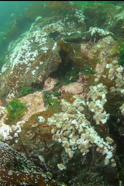 nudibranchs laying eggs