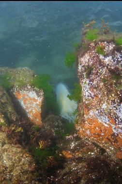 lion's mane stuck between rocks in shallows