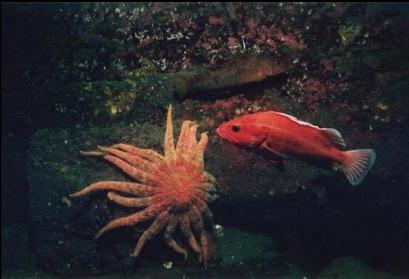 YELLOWEYE ROCKFISH AND SUNFLOWER STAR