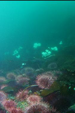 urchins and plumose anemones at base of larger reef