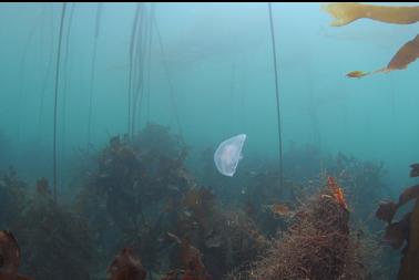 moon jelly in shallow kelp