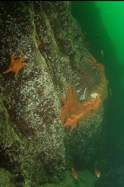 sunflower stars eating octopus and perch on wall