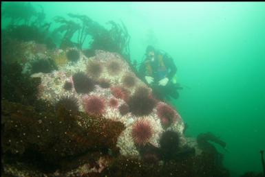 urchins on reef