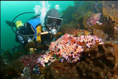 Puget Sound king crab