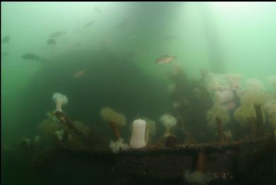 school of fish over wreck with round boiler in background