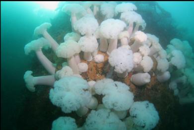 plumose anemones on wall