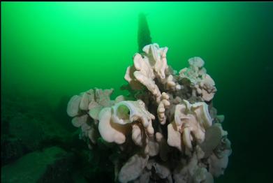 cloud sponge on cement pillar