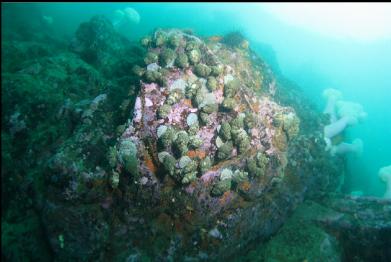 whelks? tritons? laying eggs