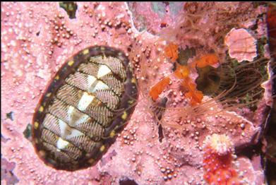 chiton and small jellyfish