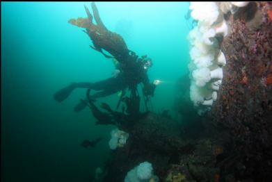 behind kelp next to canyon wall