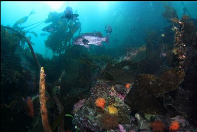 black rockfish above burrowing cucumbers