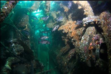 black rockfish next to engine