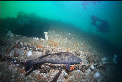 lingcod on side of hull