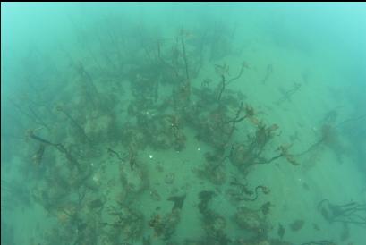 looking down at stalked kelp on rocks on sand