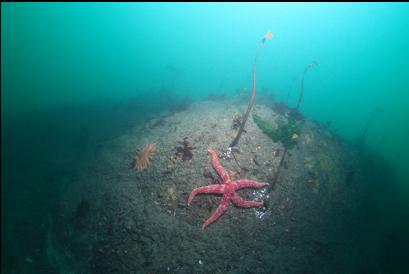 seastars at end of reef