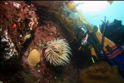 anemone and nudibranch