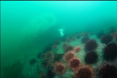 reef with plumose anemones covering another reef in background