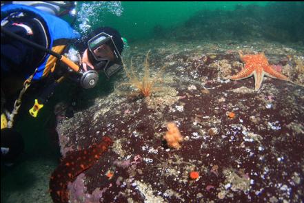 small soft coral