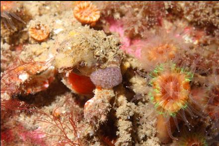 crab and cup corals