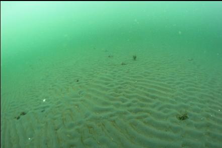 ripples in the shallow sand