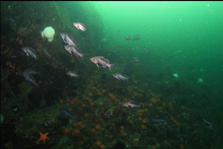 black rockfish above orange burrowing cucumbers