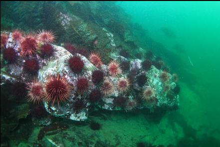 urchins at the base of the rocky slope