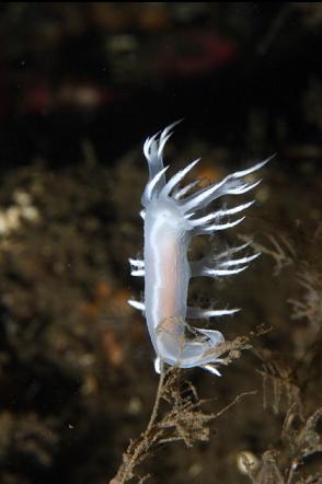 nudibranch