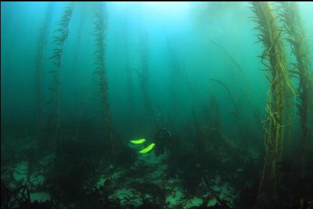 giant kelp