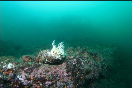 basket star on a ledge